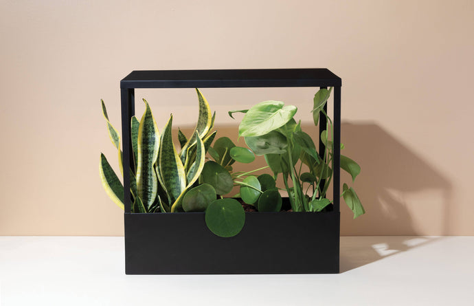 Modern Sprout - Smart Growhouse - Matte Black